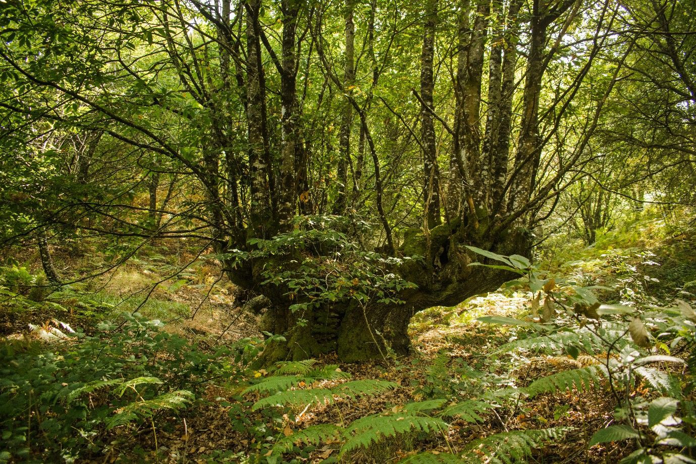 Imagen del artículo A Xunta concede 40 axudas por un importe de 90.000 € para actuacións de conservación, protección e mellora das árbores e formacións senlleiras
