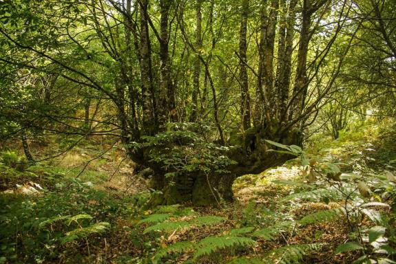 Imaxe da nova:A Xunta concede 40 axudas por un importe de 90.000 € para actuacións de conservación, protección e mellora das árbores e formacións...