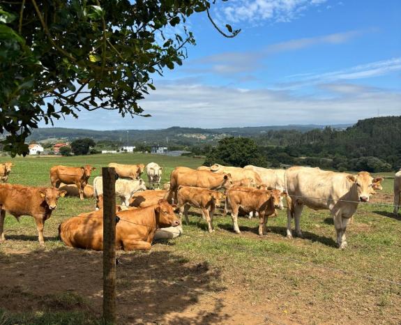 Imaxe da nova:Medio Rural convoca por primeira vez unha poxa de 56 animais criados no Centro de Investigacións Agrarias de Mabegondo os vindeiros...