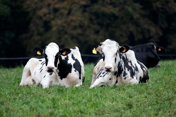 Imaxe da nova:A Xunta constata o crecemento dos distintos produtos elaborados con leite en Galicia de cara ao obxectivo de acadar o 75 % de trans...