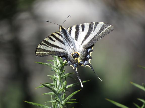Imagen de la noticia:La Xunta impulsa una red de seguimiento de mariposas en los parques Monte Aloia, Corrubedo y Xurés que dará información clav...