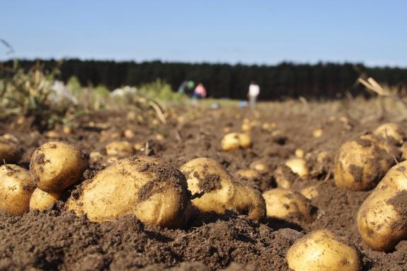 Imagen de la noticia:La Xunta publica la resolución por la que se levanta la prohibición del cultivo de patata en la totalidad del ayuntamiento d...