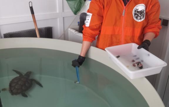 Imaxe da nova:O Instituto Galego de Formación en Acuicultura acolle á tartaruga Ferdylan para a súa recuperación