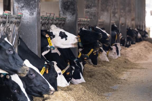 Imaxe da nova:Rueda celebra o bo momento do sector lácteo galego con 18 meses seguidos de incremento dos prezos pagados aos gandeiros que favorec...