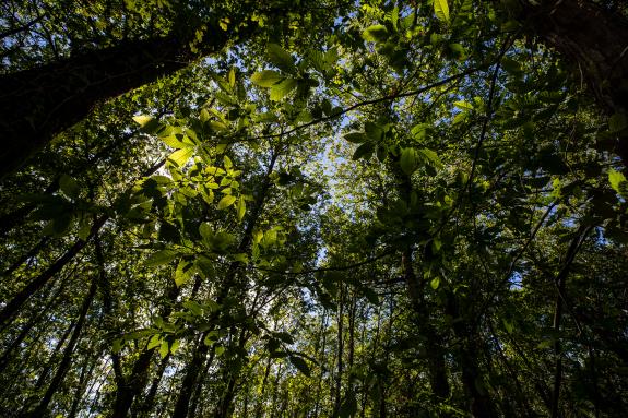 Imaxe da nova:A Xunta distingue a Sinergias Sostenibles Resiforest polo seu proxecto de optimización do aproveitamento da masa forestal residual ...