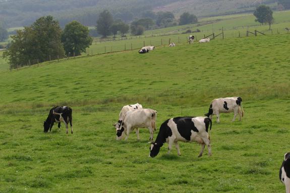 Imagen de la noticia:La Xunta convoca la séptima edición de los premios Exceleite a las mejores explotaciones de vacuno de leche de Galicia