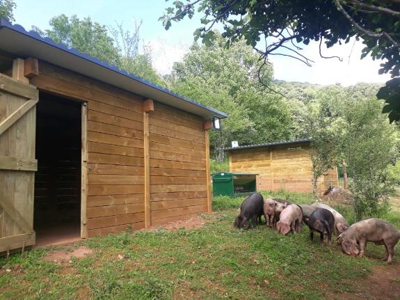 Imagen de la noticia:La Xunta pone en valor a cría de cerdo celta en ecológico en la aldea modelo de Moreda en Folgoso do Courel