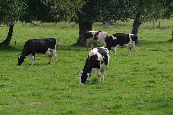 Imaxe da nova:A Xunta organiza un novo curso para a formación de asesores centrado no gando vacún de leite e de carne