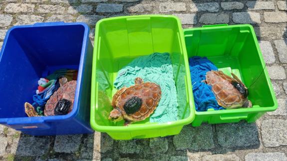 Imagen de la noticia:Las tortugas Ferdylan, Geno y Cicliña vuelven a su medio natural tras su recuperación en el Instituto Gallego de Formación e...
