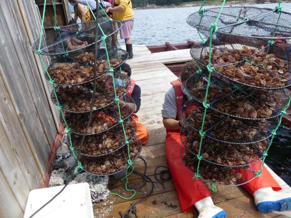 Imaxe da nova:Catro titulados en ciclos formativos de acuicultura beneficiaranse de bolsas que convocará a Xunta para perfeccionar a súa formació...