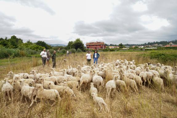 Imagen de la noticia:La Xunta destina 370.000 euros a la contratación de personas cuidadoras de ganado como medida de prevención ante los ataques...