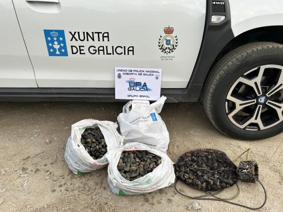 Imagen de la noticia:La Policía Autonómica y Guardacostas decomisan 30 kilos de almeja en Narón