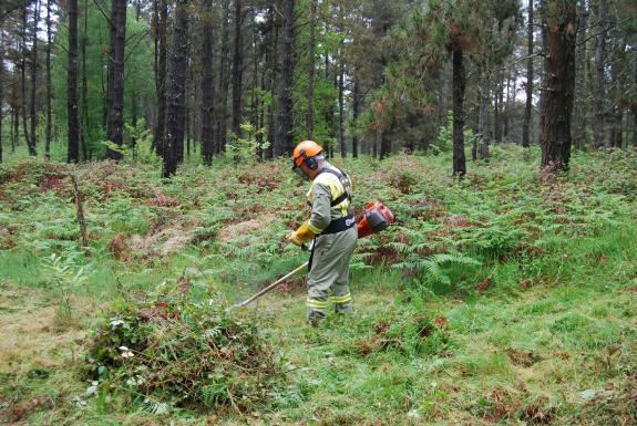 Imaxe da nova:A Xunta destina máis de 10 M€ en axudas para accións silvícolas en preto de 5.000 hectáreas de coníferas e frondosas caducifolias d...