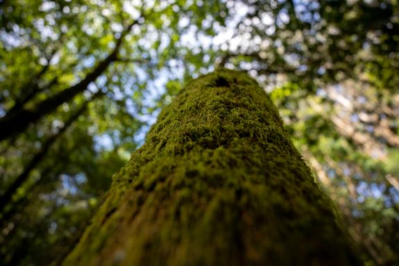 Imaxe da nova:A Xunta pon a disposición do sector forestal unha ferramenta gratuíta para facilitar a trazabilidade dos produtos da madeira con te...