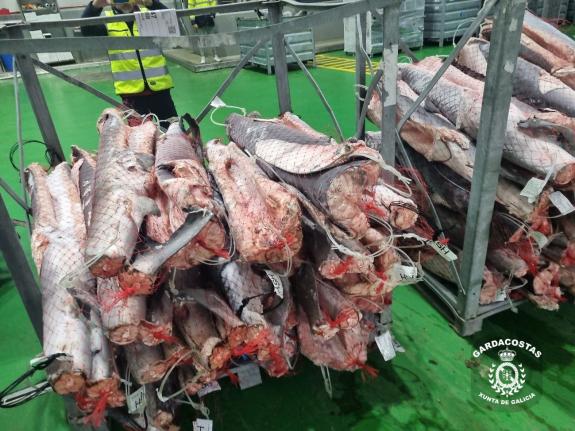 Imagen de la noticia:El Servicio de Guardacostas decomisa cerca de 25.000 kilos de tintorera congelada en un almacén frigorífico de Vigo