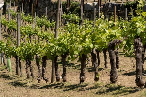 Imagen de la noticia:La Xunta amplía las ayudas para la elaboración y comercialización de productos vitivinícolas en los años 2023 y 2024, hasta ...