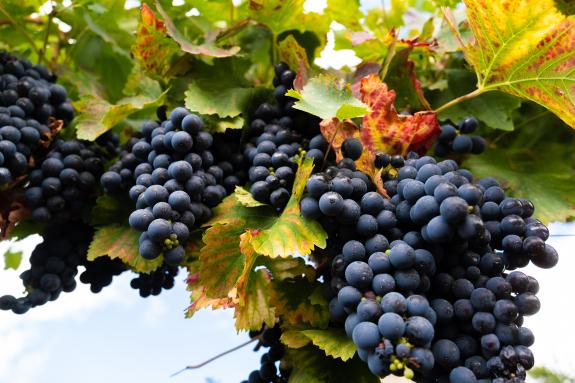 Imaxe da nova:O DOG publica hoxe a convocatoria das axudas para o fomento da elaboración e comercialización de produtos vitivinícolas, dotada con...