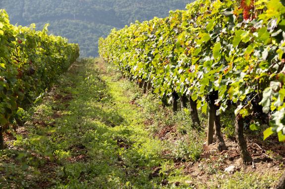 Imagen de la noticia:El plazo de solicitud de las ayudas de la Xunta para el fomento de la elaboración y comercialización de productos vitiviníco...