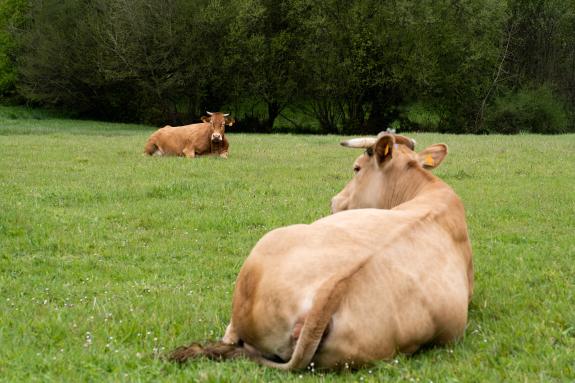 Imagen de la noticia:El DOG publica hoy la convocatoria de las ayudas para los productores de la indicación geográfica protegida Ternera Gallega,...