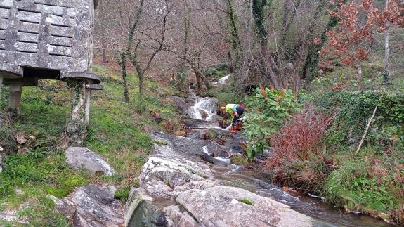 Imaxe da nova:A Xunta executa actuacións de limpeza nos treitos interurbanos de nove ríos no concello de Carnota