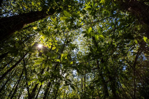 Imaxe da nova:A Xunta organiza un Simposio internacional sobre frondosas autóctonas que reunirá en Lugo expertos galegos, do resto de España e de...