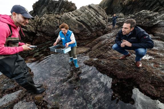 Imagen de la noticia:La Xunta hace entrega de 4.000 ejemplares juveniles de erizo de mar a la cofradía de Ribadeo con el fin de fortalecer los ba...