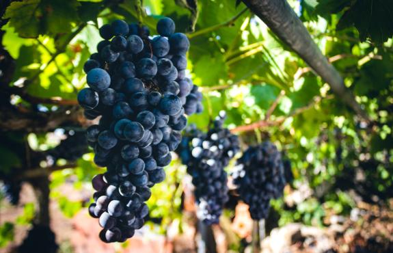 Imagen de la noticia:El DOG publica la resolución de las ayudas para restaurar y reconvertir 315 hectáreas de viñedo, con una inversión de más de...