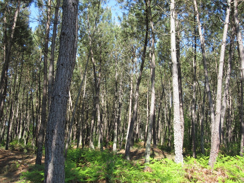 Imagen del artículo A Xunta fomentará o uso de gando extensivo nos montes coma ferramenta para previr os incendios forestais