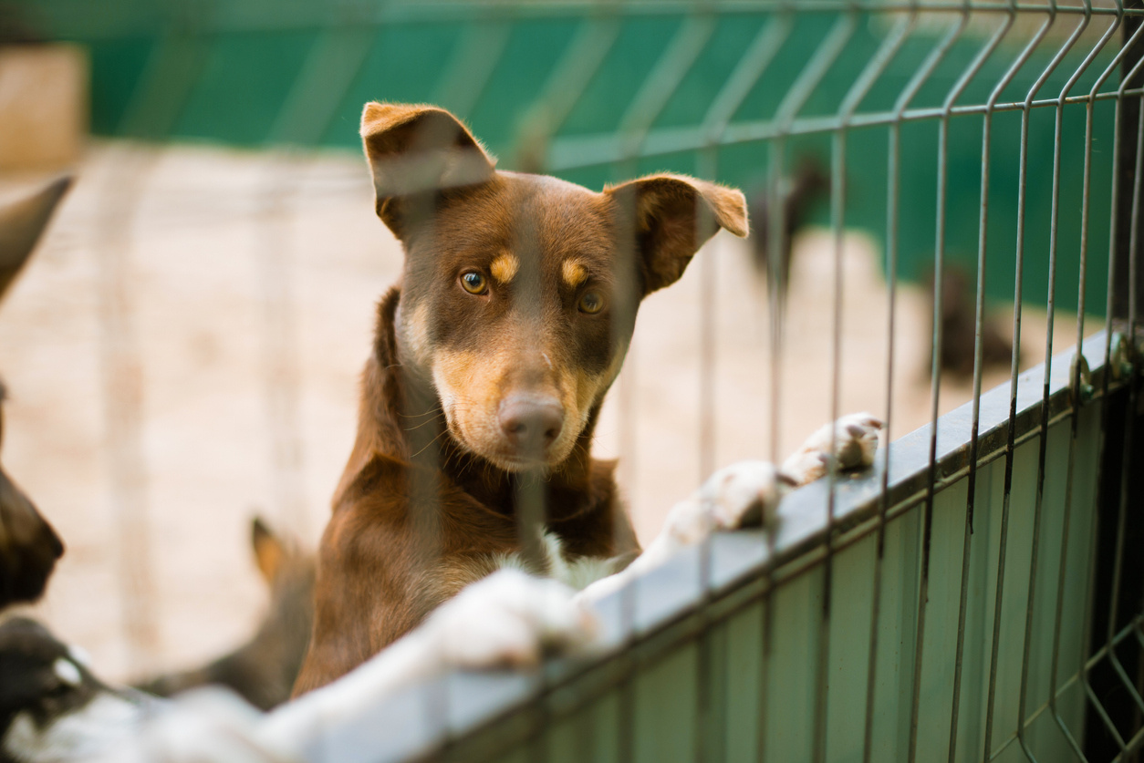 Imagen del artículo A Xunta apoiará a adopción dun animal de compañía abandonado con axudas de ata 150 € para cubrir os primeiros gastos veterinarios